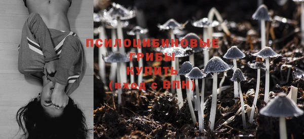 PSILOCYBIN Аркадак